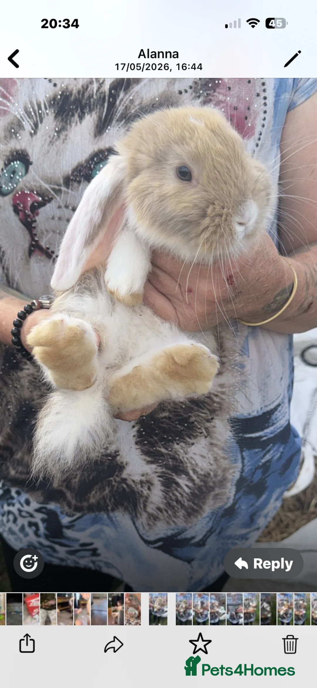 French Lop rabbits for sale: Beautiful French lops for sale - Advert 14