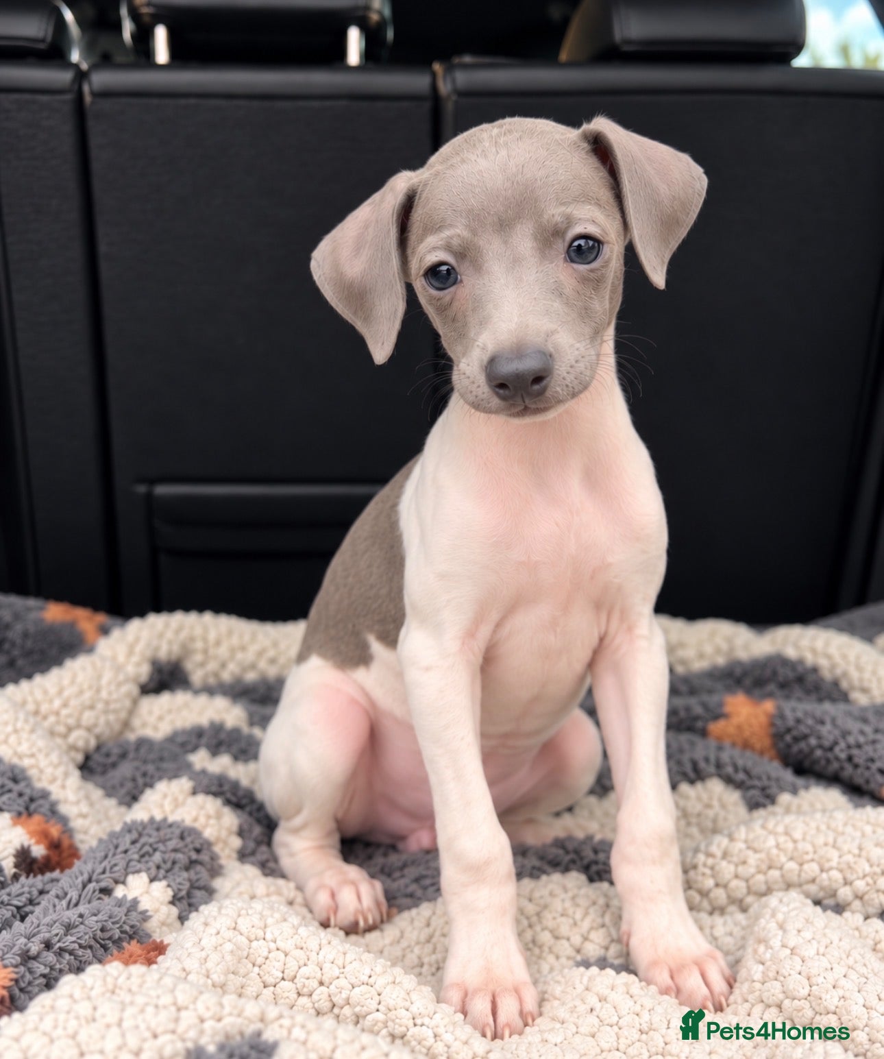Italian Greyhound dogs 🤍Outstanding Italian Greyhound litter🤍 - Advert 2