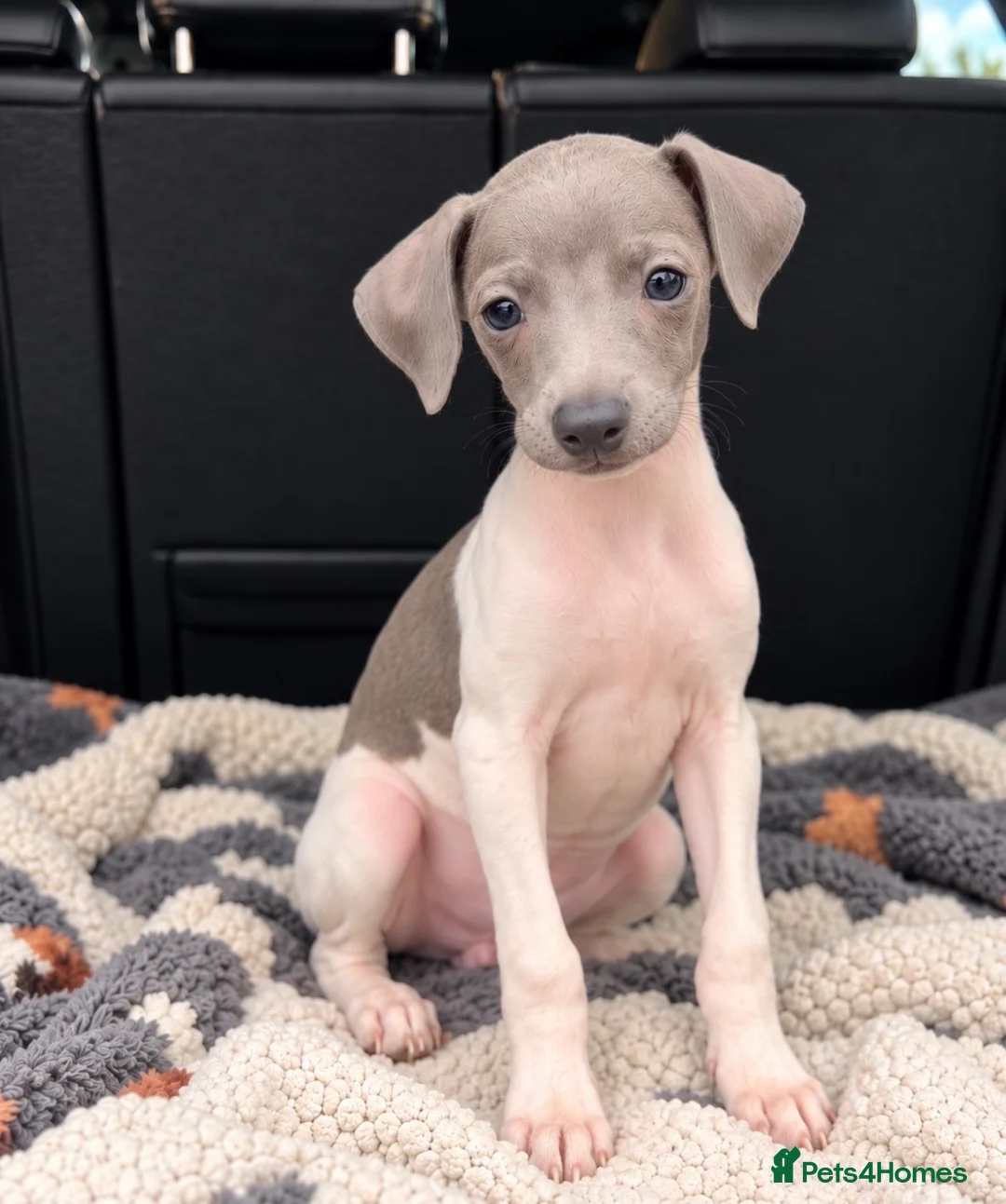 Italian Greyhound dogs for sale: 🤍Outstanding Italian Greyhound litter🤍 in Wetherby - Advert 2