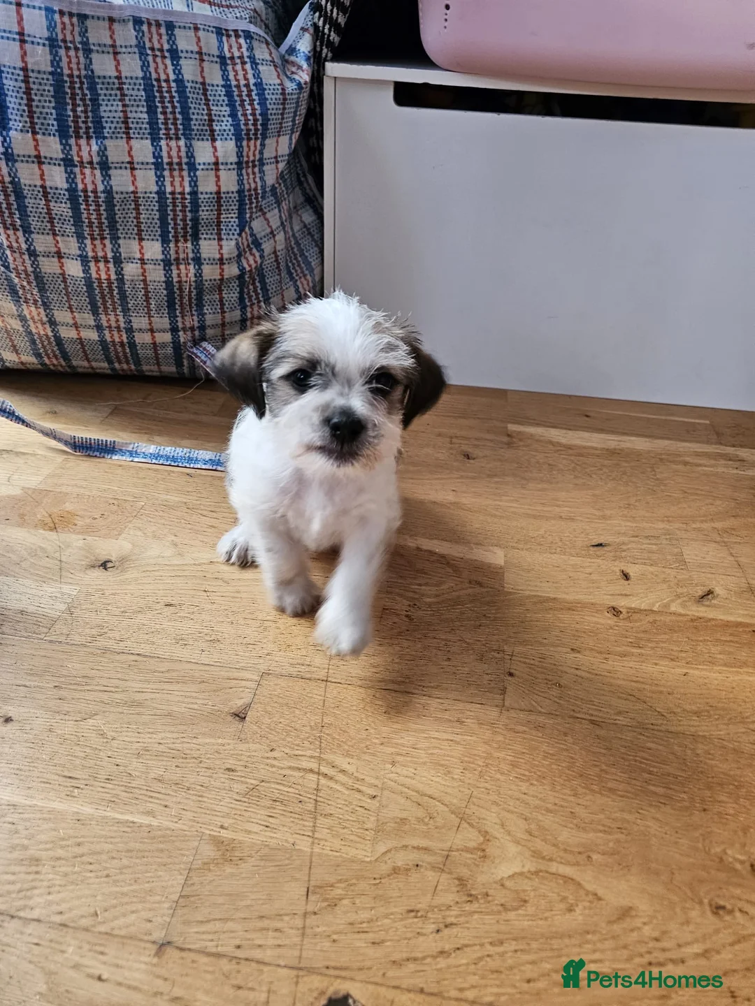 Mixed Breed dogs for sale: Shin tzu cross puppies - Advert 11