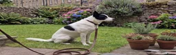 Mixed Breed dogs for sale: Bella is a Smart, Energetic Companion - Advert 4