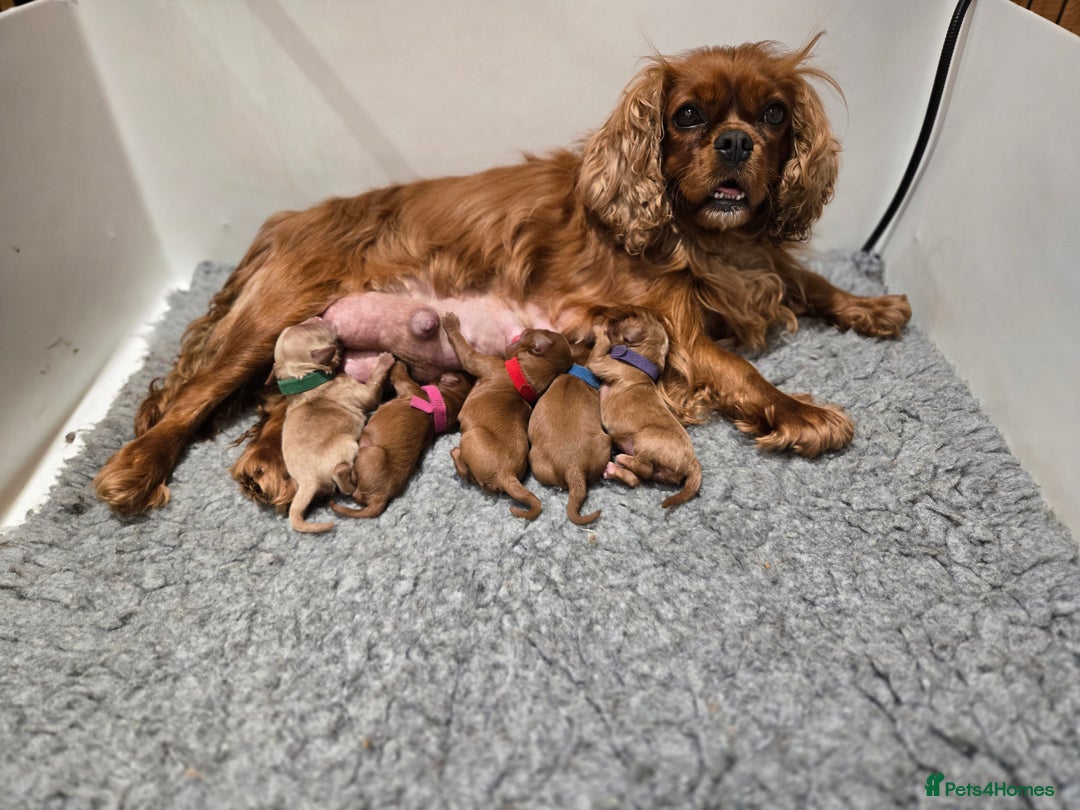 Cavapoo dogs for sale: Gorgeous Red Cavapoo Puppies - Advert 2