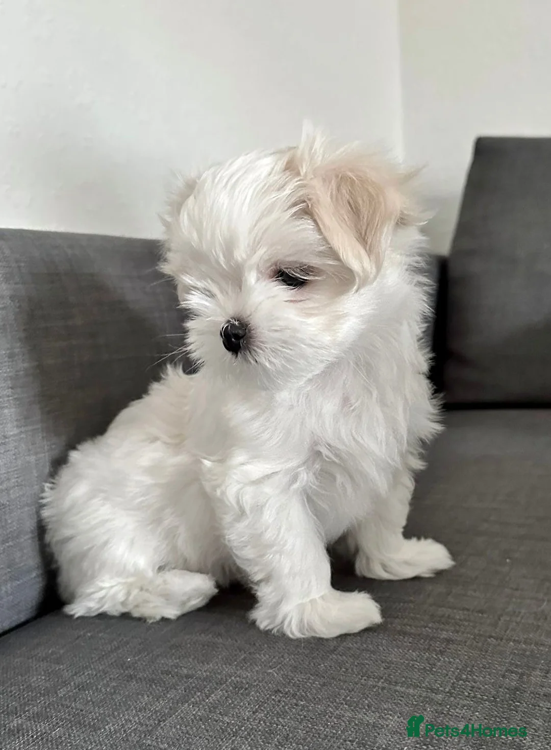Maltese dogs for sale: 🌸 Exceptional KC Registered Maltese girls  🌸 - Advert 5