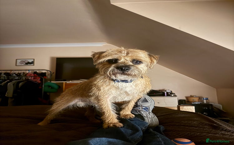 Border Terrier dogs in Bolton - Advert 1