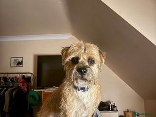 Border Terrier dogs in Bolton - Advert 2