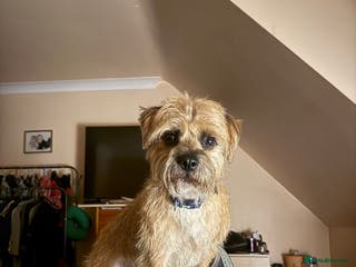 Border Terrier dogs 3yr old border fantastic temperament in Bolton - Advert 5