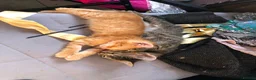 Mixed Breed cats for sale: Beautiful Bengal Kittens Looking for Forever Homes - Advert 11