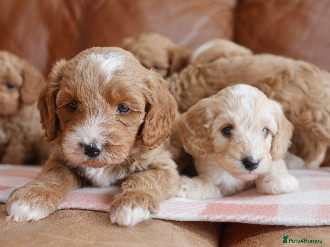 Cavapoo dogs for sale: Stunning F1b Health Tested Miniature Cavapoos - Image 8