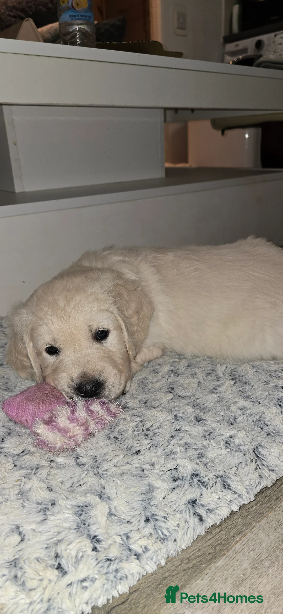 Golden Retriever dogs for sale: Adorable white Golden Retriever - Advert 34