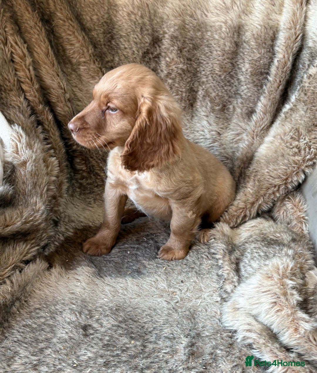 Cocker Spaniel dogs for sale: Beautiful Cocker Spaniel Litter - Image 15