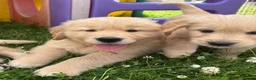 Golden Retriever dogs for sale: Beautiful KC Golden Retriever Puppies - Advert 5