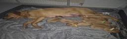 Labrador Retriever dogs for sale: 8 Fox Red Labrador Puppies in Glasgow - Advert 3