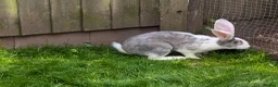 Continental Giant rabbits for sale: Ready now lovely boys  - Advert 4