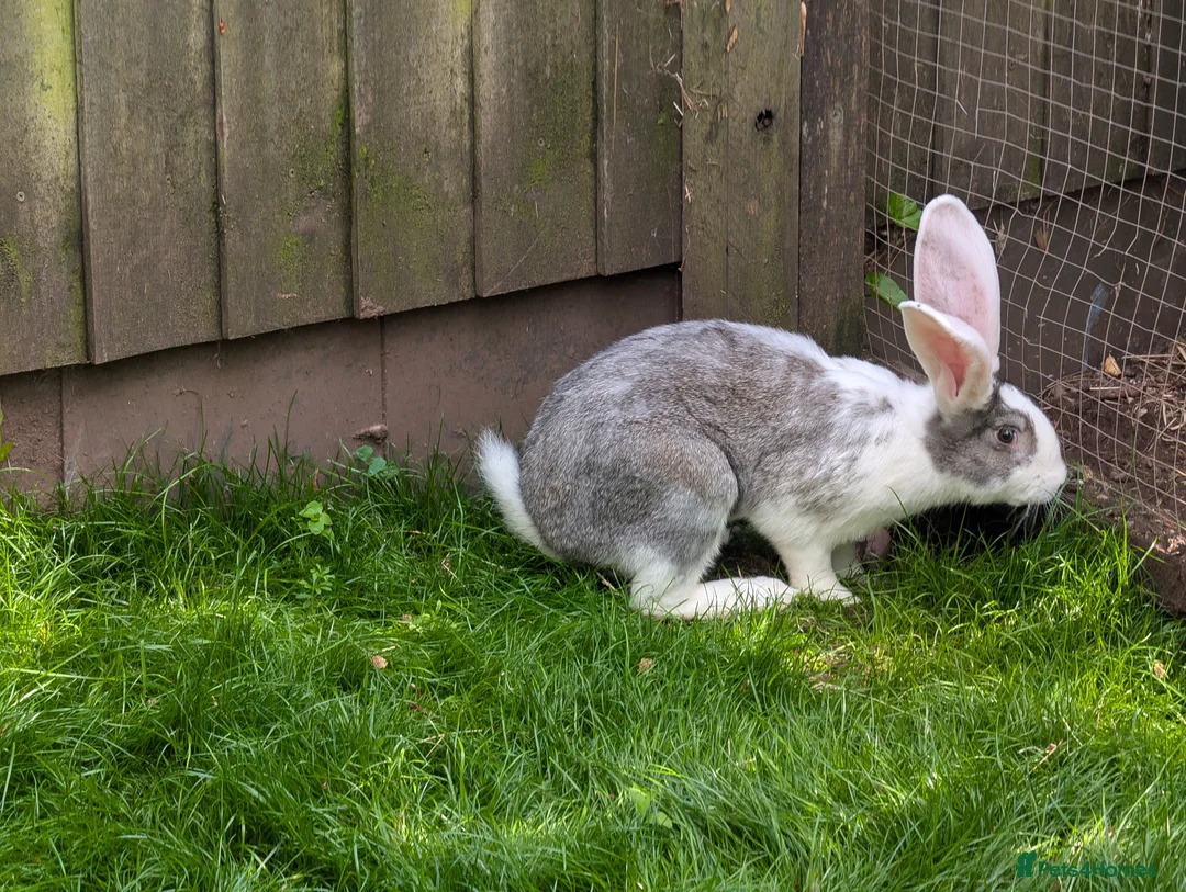 Continental Giant rabbits for sale: Ready now lovely boys  - Advert 4