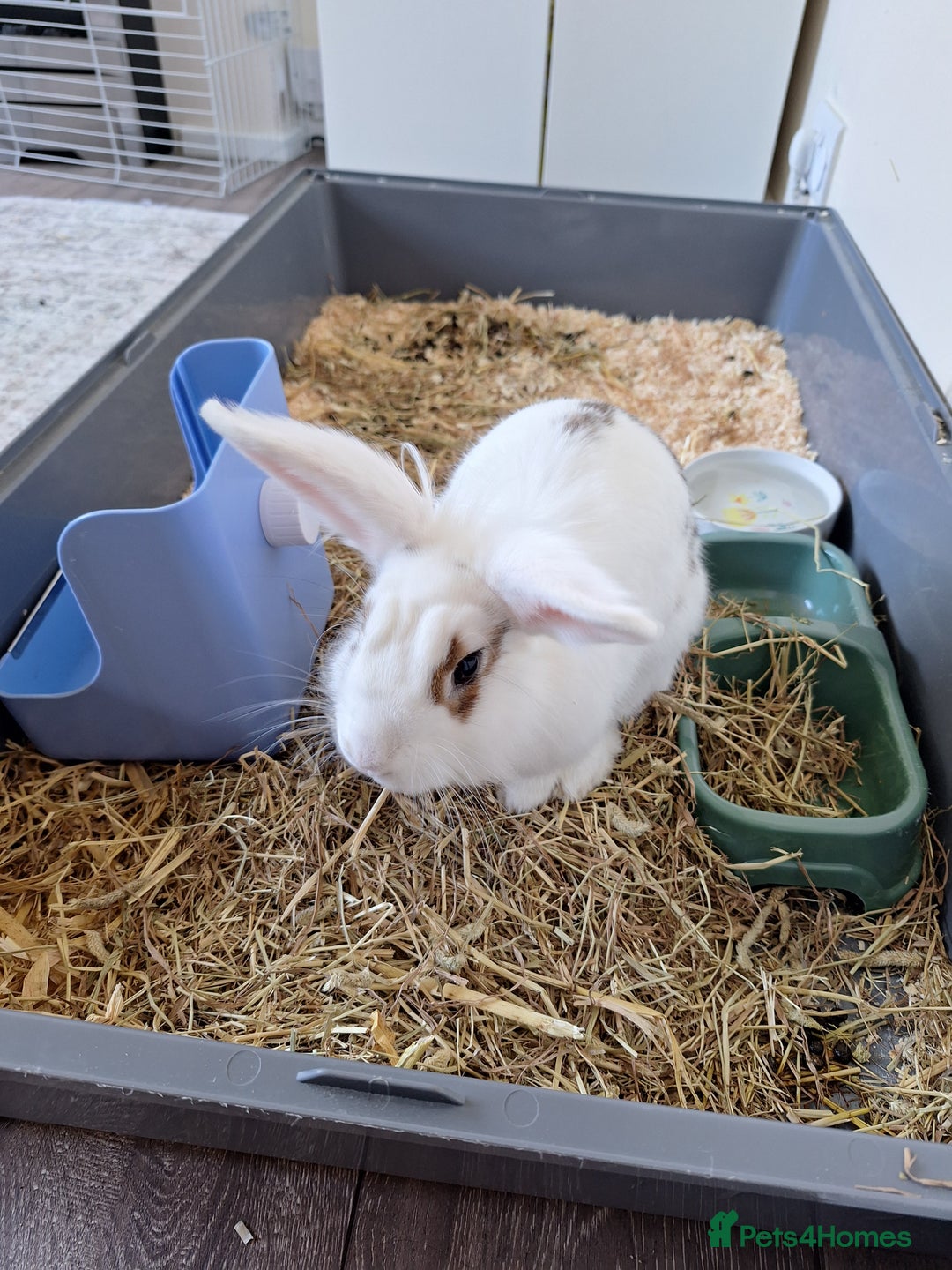 Lionhead rabbits for sale: Blossom lionhead, with full home setup.  - Image 2