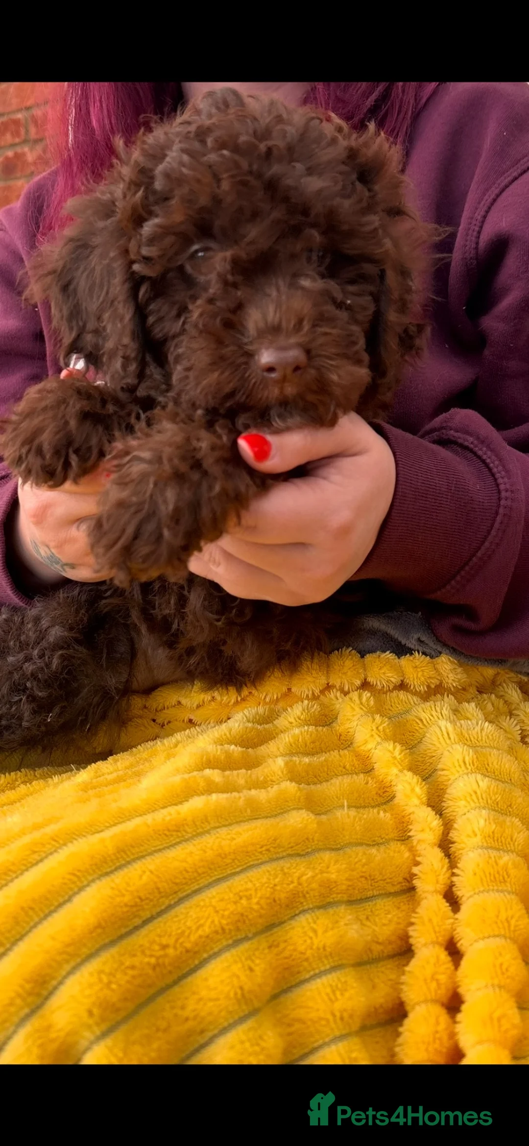 Mixed Breed dogs for sale: Border Terrier X Miniature Poodle puppies  - Advert 2