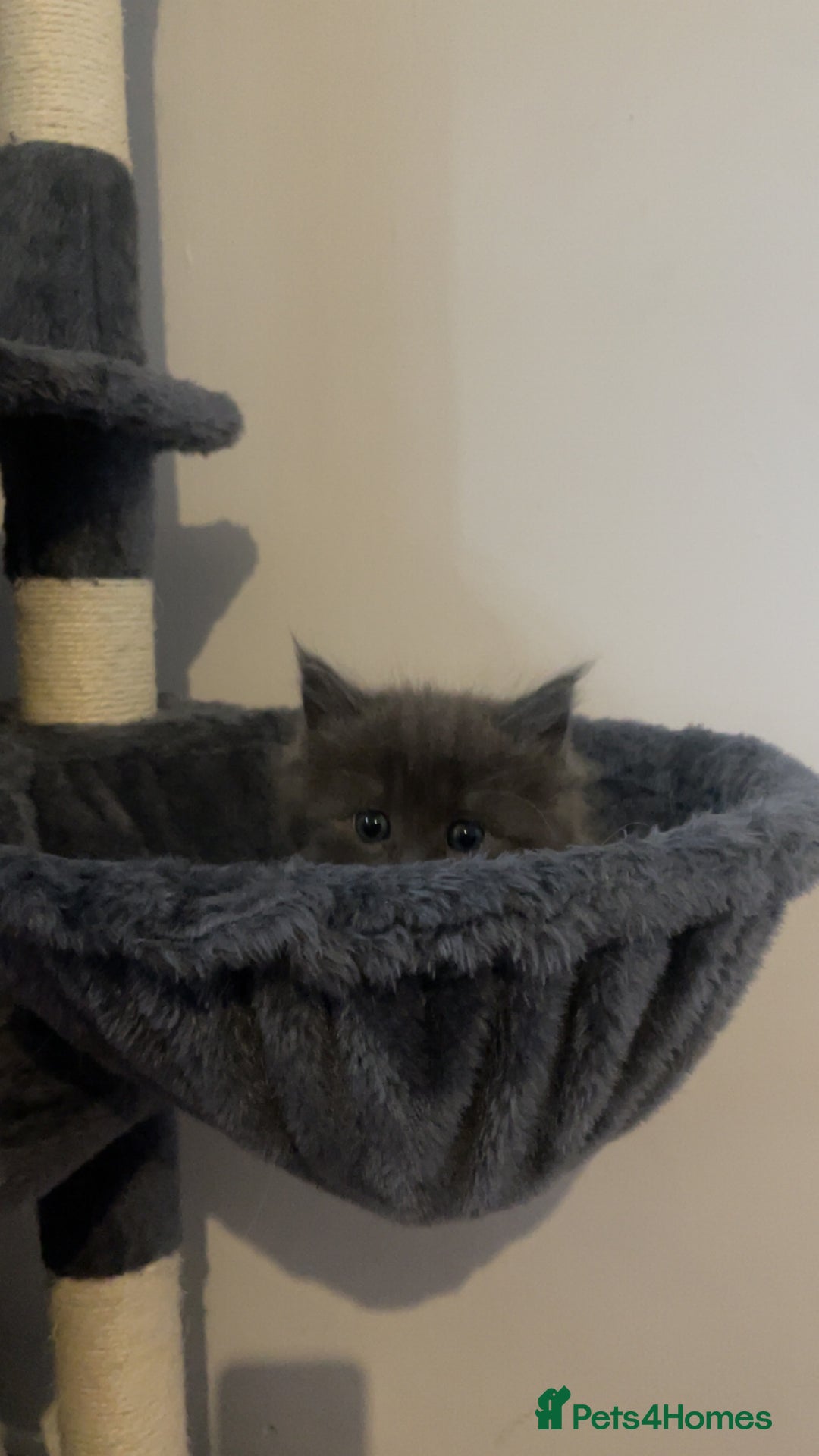 Ragdoll cats for sale: 4 maincoon x ragdoll kittens - Advert 34