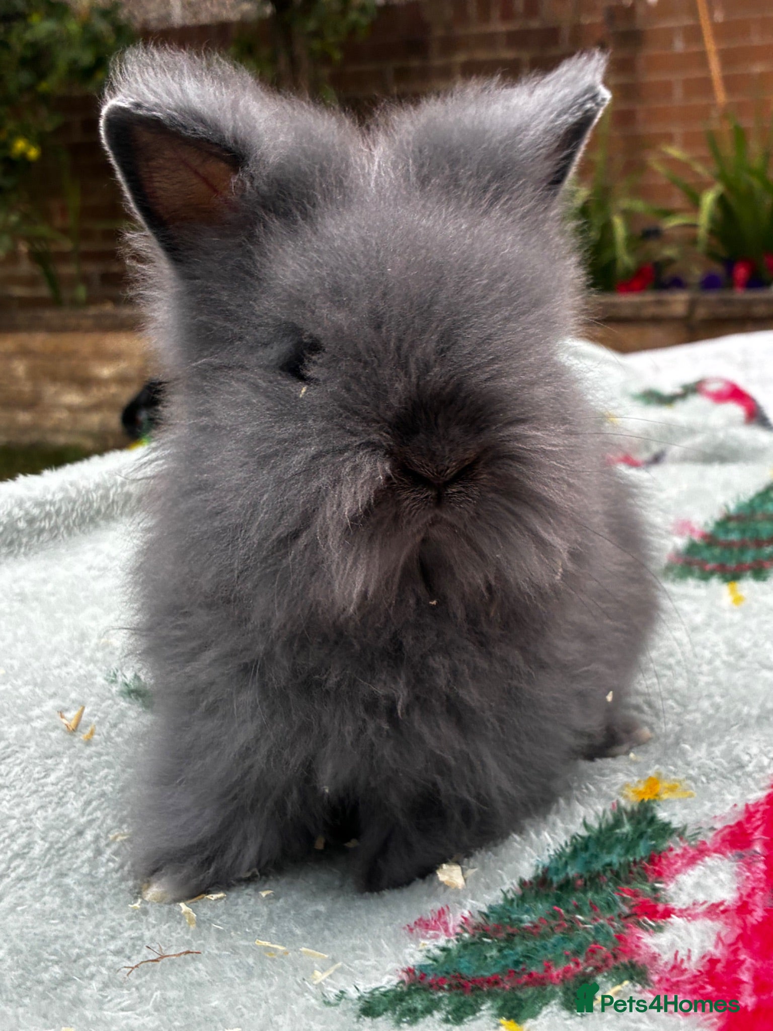 Lionhead rabbits ONE LEFT - Advert 1