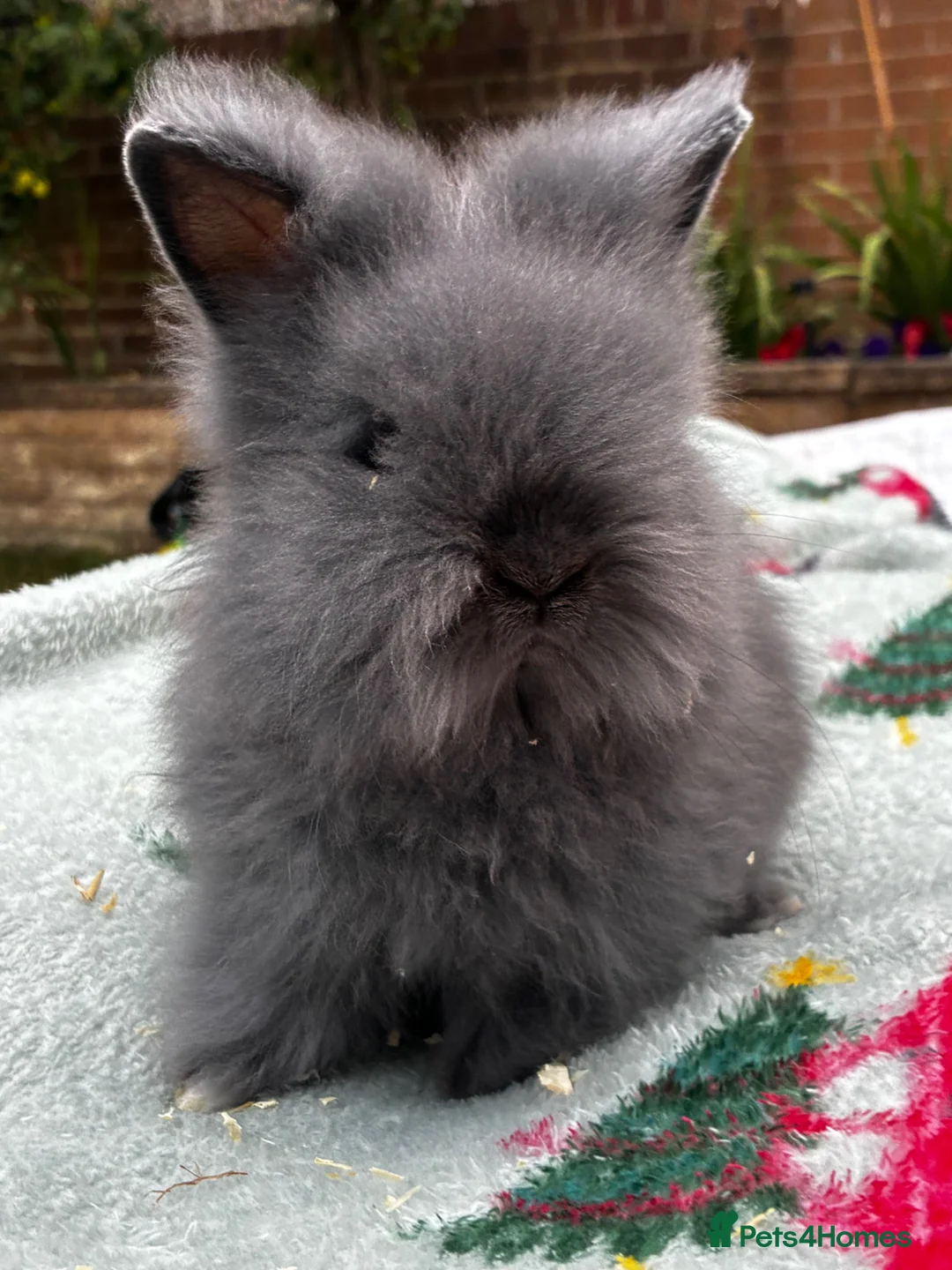 Lionhead rabbits for sale: ONE LEFT - Advert 1