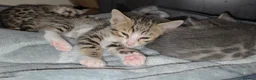 Bengal cats for sale: Savannah x bengal ONE MALE LEFT - Advert 6