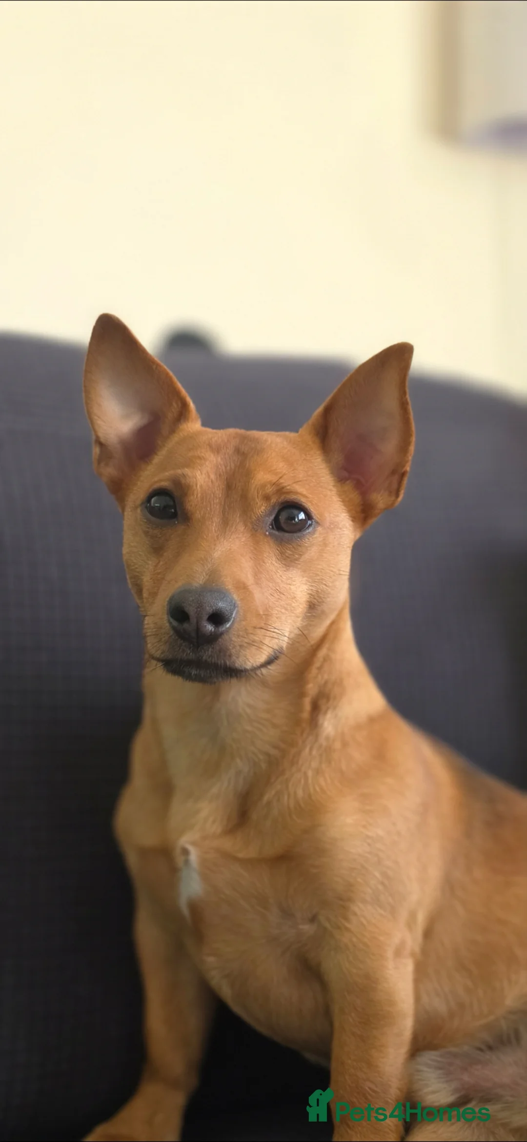 Mixed Breed dogs for sale: Jack russell cross for rehoming in Wirral - Advert 2