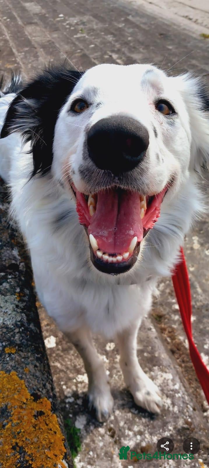 Border Collie dogs 3 year old rescue male border collie - Advert 5