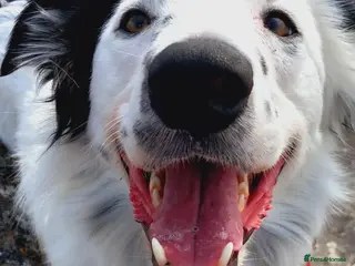 Border Collie dogs 3 year old rescue male border collie - Advert 6
