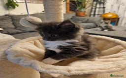 Maine Coon cats for sale: 4 beautiful maine coon kitten  - Image 5