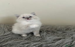 Ragdoll cats for sale: Ragdoll kittens  - Image 8