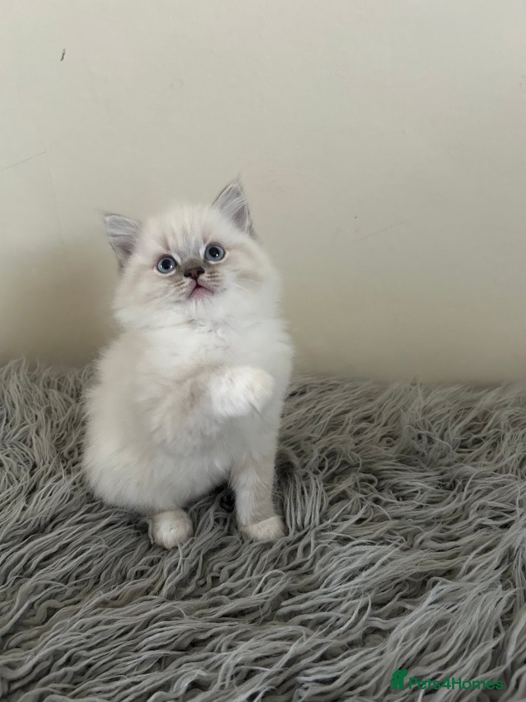 Ragdoll cats for sale: Ragdoll kittens  - Image 8