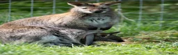 Mixed Breed livestock for sale: Bennett's Wallabies in Leighton Buzzard - Advert 5