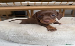 Miniature Dachshund dogs for sale: 4 mini chocolate tan male dachshund puppies - Image 11