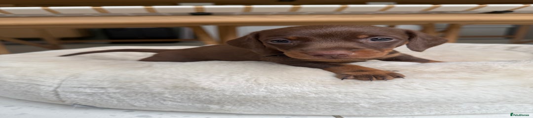 Miniature Dachshund Puppy 1