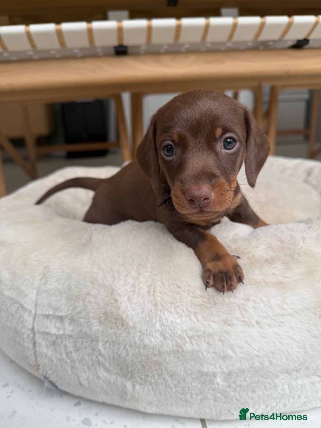 Miniature Dachshund dogs for sale: 4 mini chocolate tan male dachshund puppies - Image 11