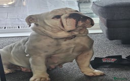 English Bulldog dogs for sale: Kc registered English bulldog - Image 6