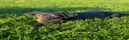 Huntaway dogs for sale: Huntaway x collie pups  - Advert 4