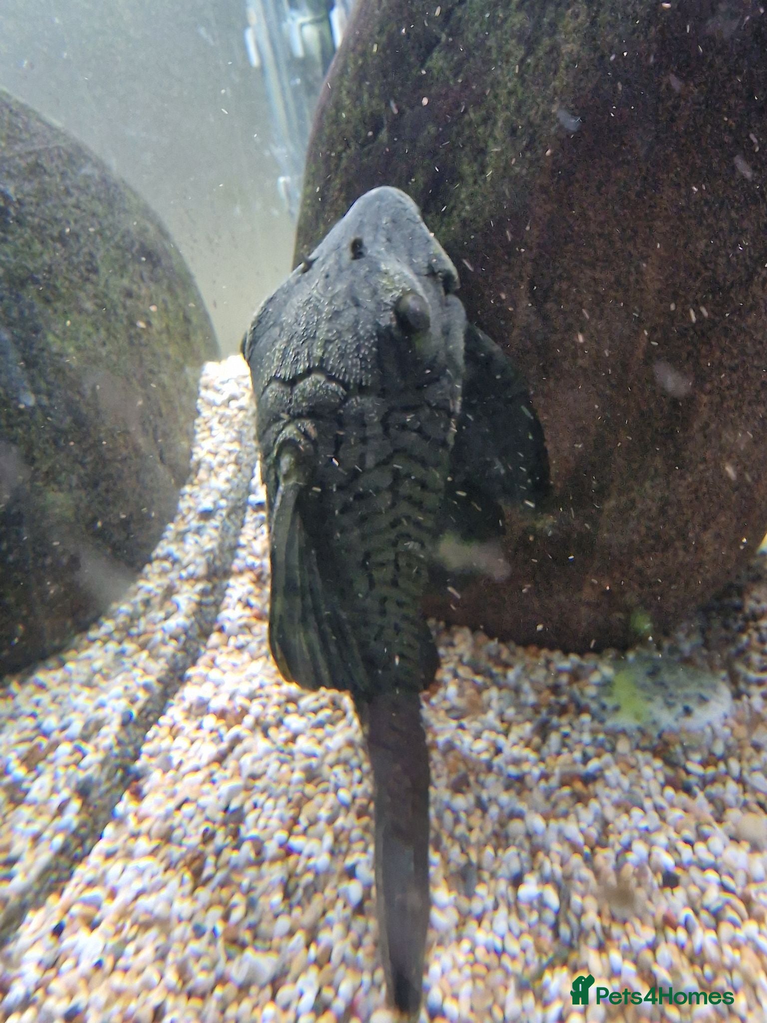 Plecos fish L191 (Believed to be) Pleco - Advert 1