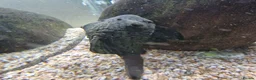 Plecos fish for sale: L191 (Believed to be) Pleco in Southampton - Advert 1