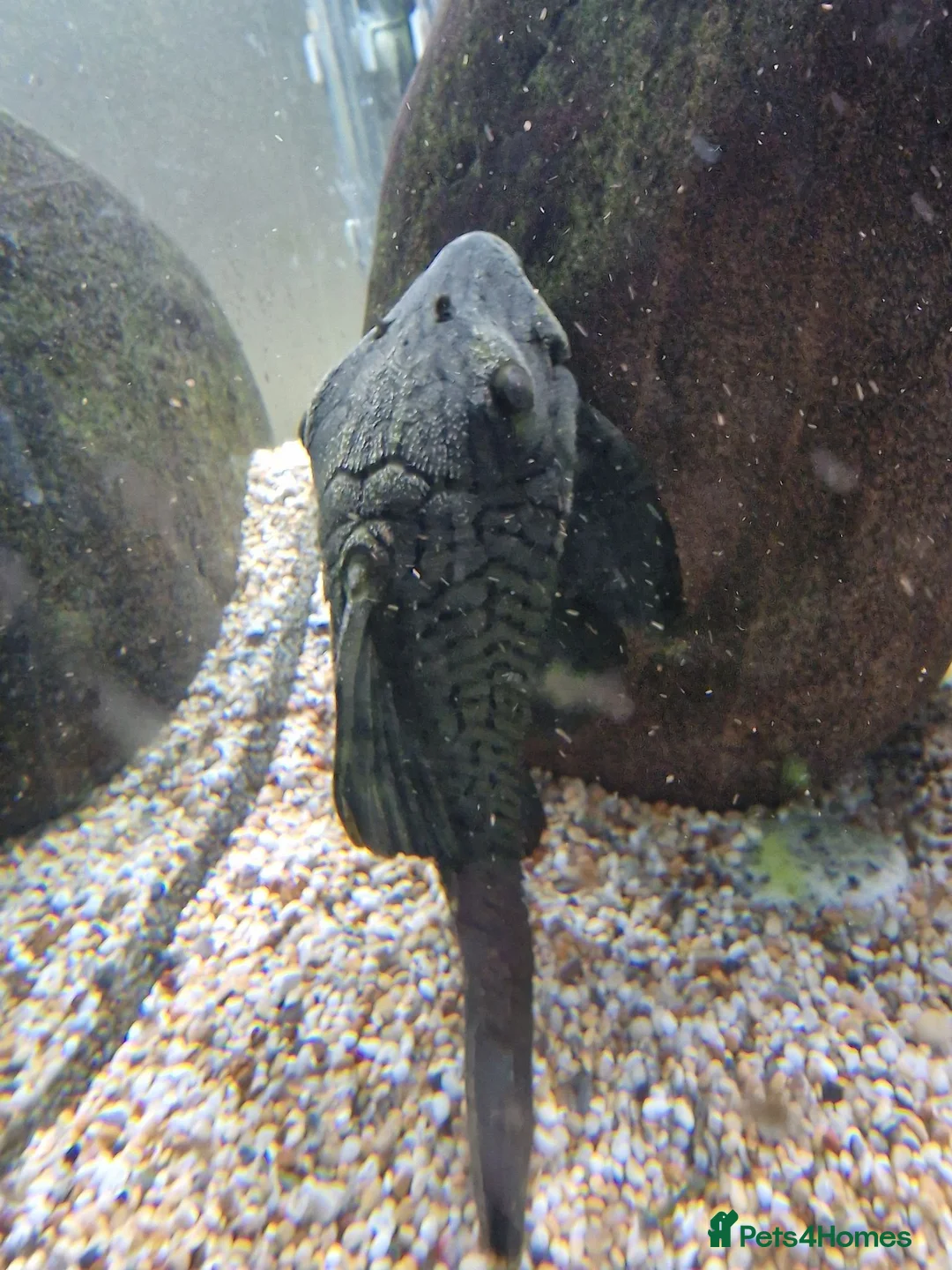 Plecos fish for sale: L191 (Believed to be) Pleco in Southampton - Advert 1