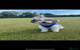 Yorkiepoo dogs for sale: 🐾 Tiny Yorkiepoo Puppies – Ready 29th August! 🐾 - Image 19