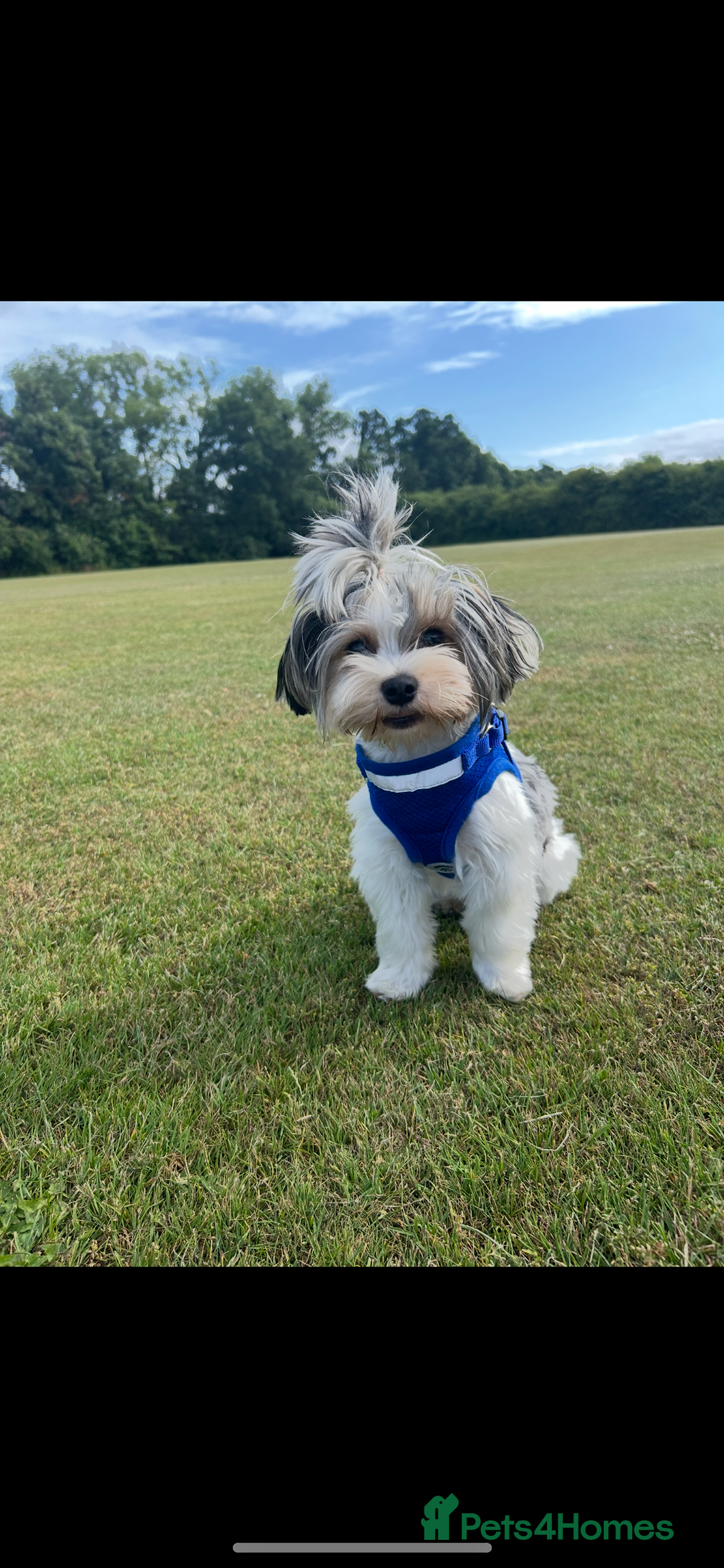 Yorkiepoo dogs for sale: 🐾 Tiny Yorkiepoo Puppies – Ready 29th August! 🐾 - Image 19