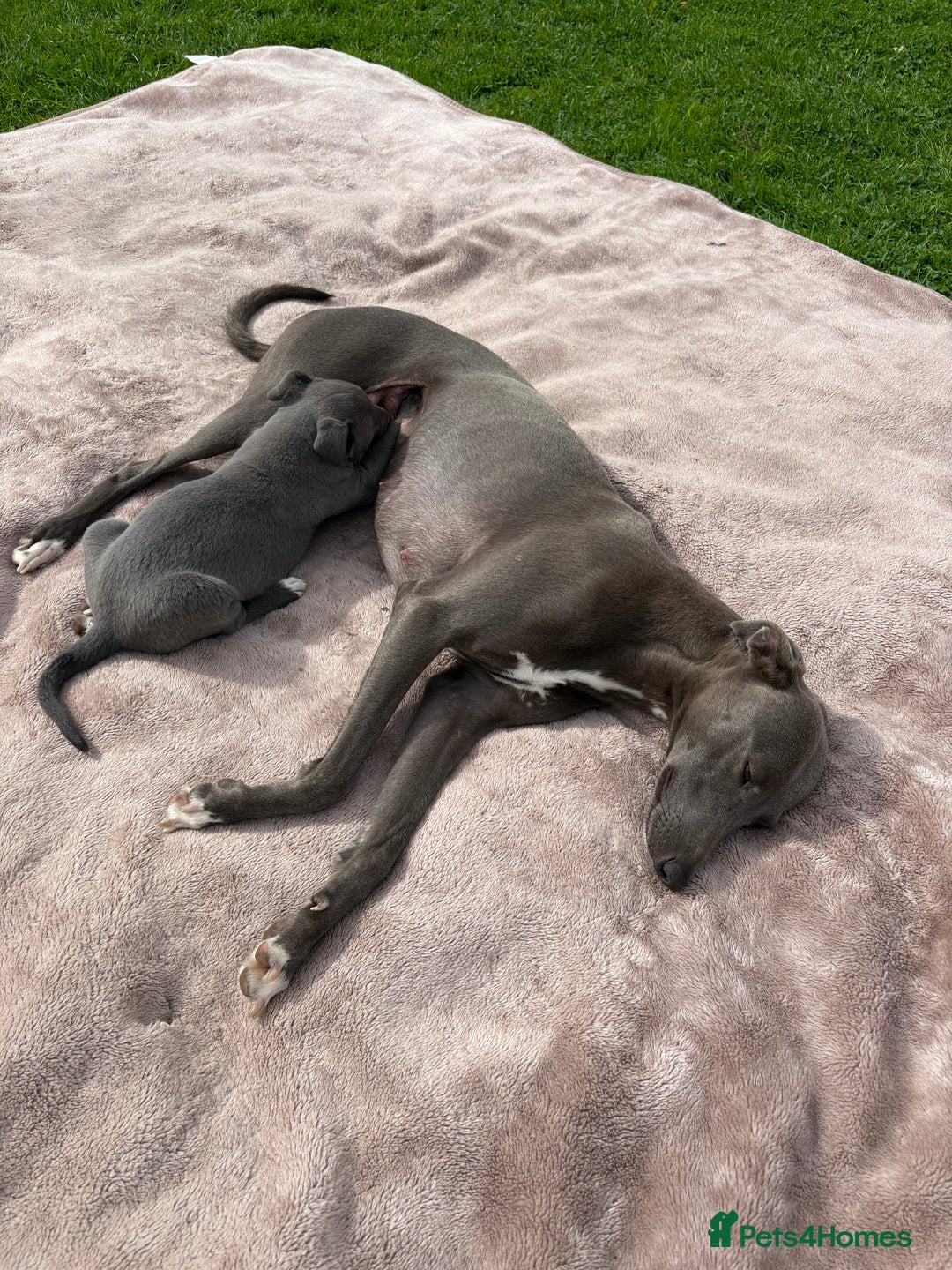 Whippet dogs for sale: Blue Whippet Puppy - Image 11