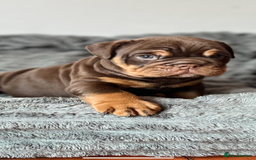 English Bulldog dogs for sale: English bulldog for sale  - Image 5