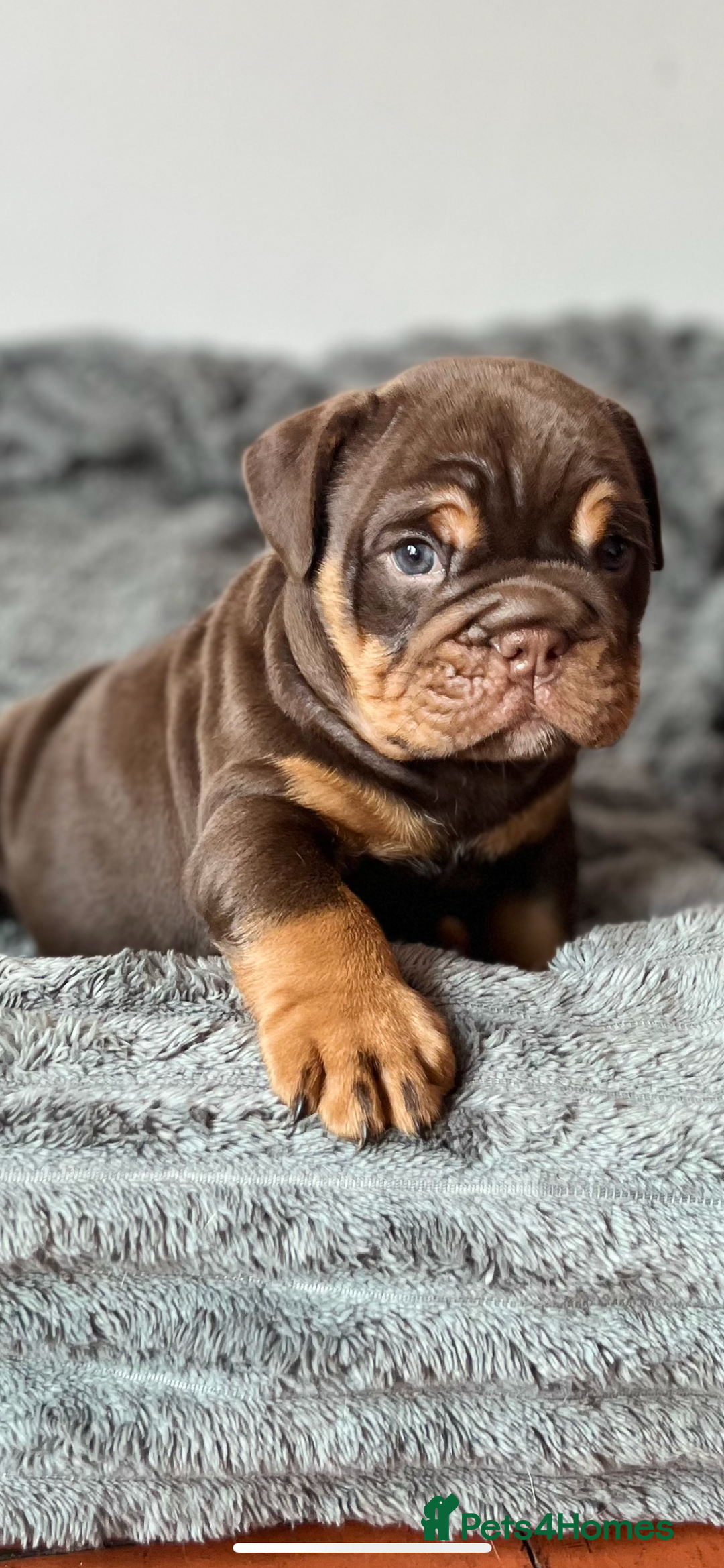 English Bulldog dogs for sale: English bulldog for sale  - Image 5