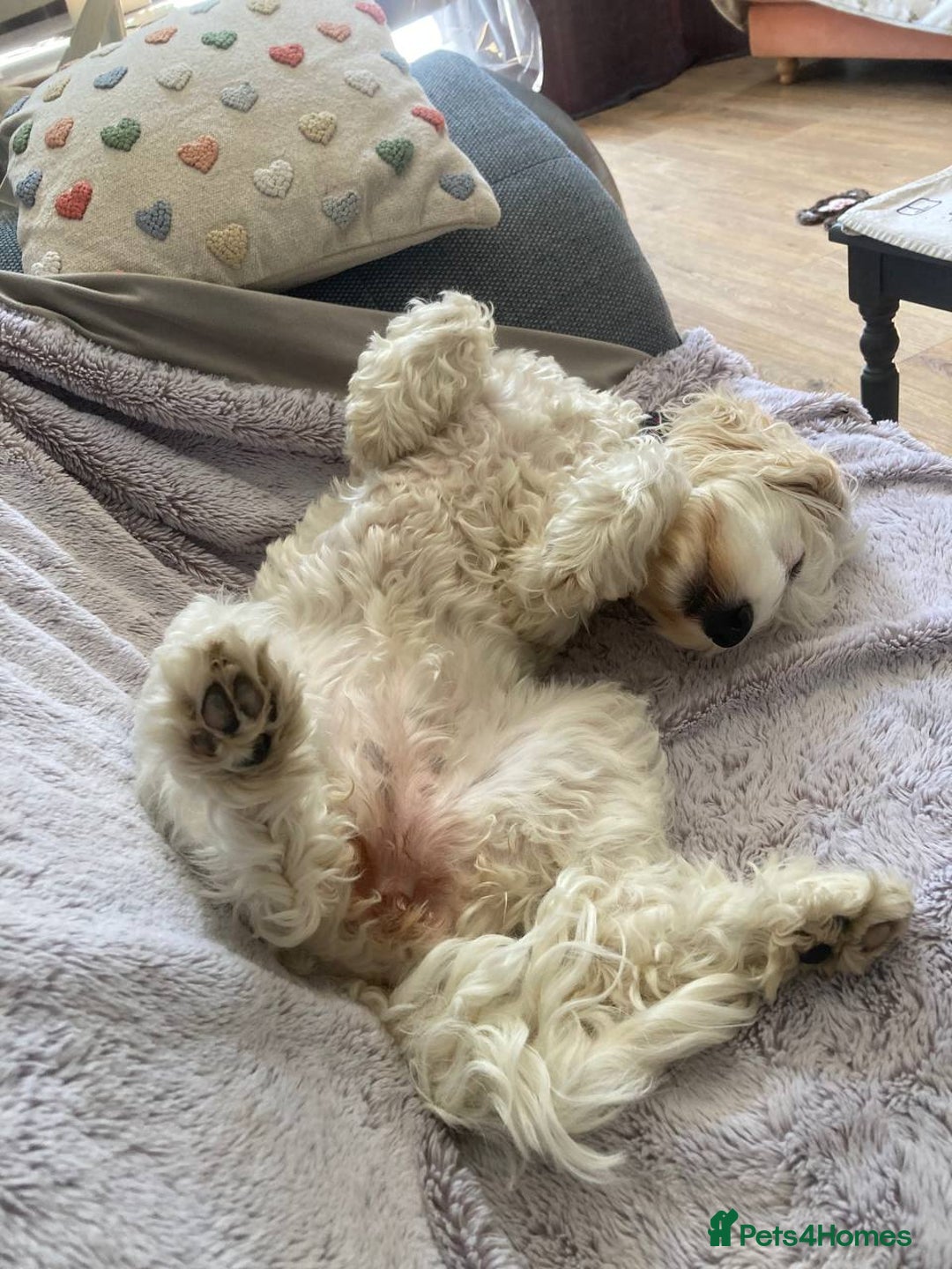 Cockapoo dogs for sale: Beloved Cockapoo Bubble for sale - Advert 18