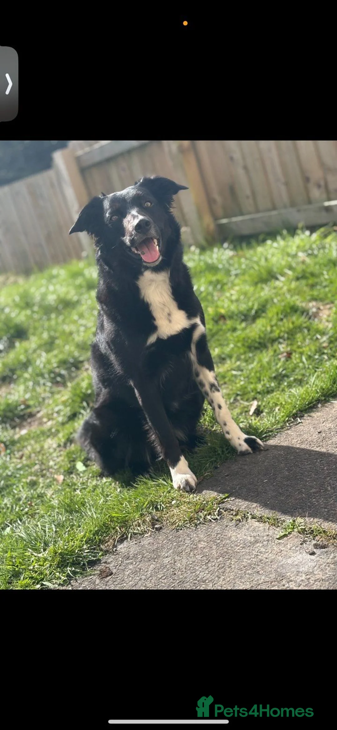 Mixed Breed dogs for sale: Border collie, german shepherd rottweilers - Advert 1