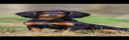 Cocker Spaniel dogs for sale: cocker spaniel puppies  in Southampton - Advert 2