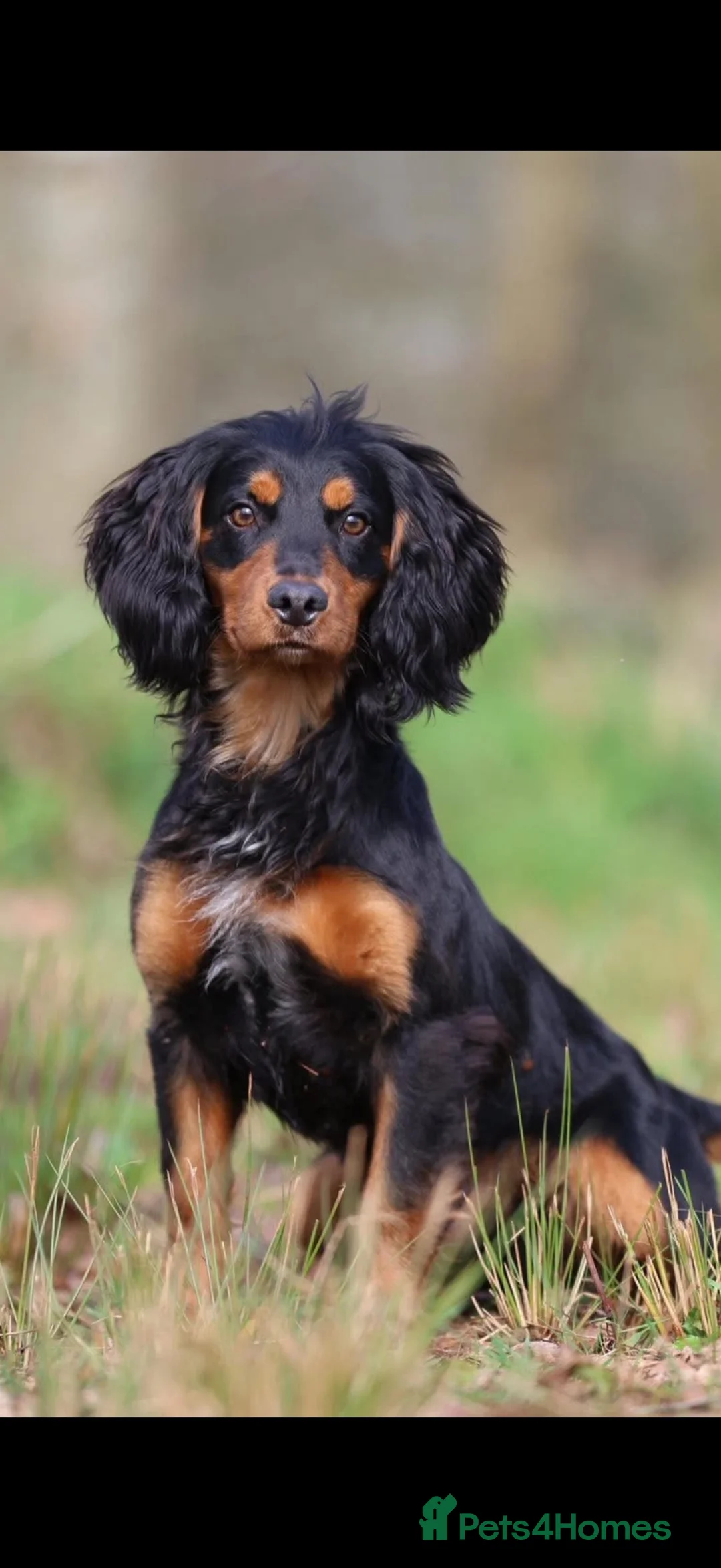 Cocker Spaniel dogs for sale: cocker spaniel puppies  in Southampton - Advert 2