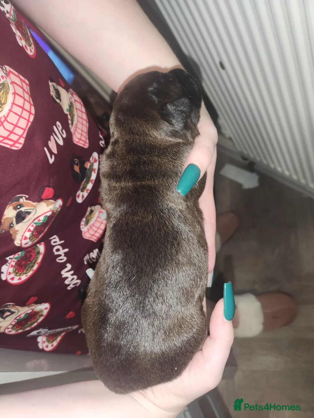 Mixed Breed dogs for sale: Boxer x cane corso  in Birmingham - Advert 13