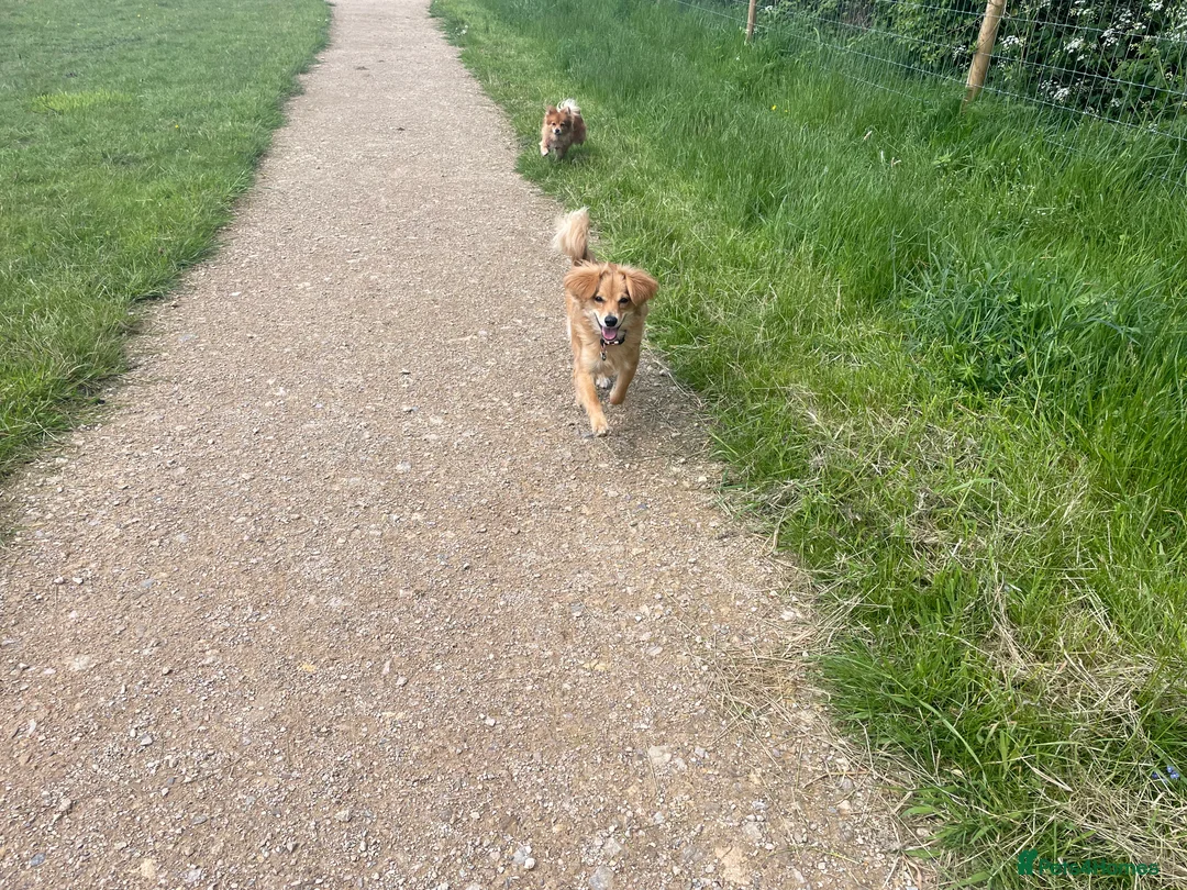 Mixed Breed dogs for sale: Having to rehome my dogs in Stoke-on-Trent - Advert 12